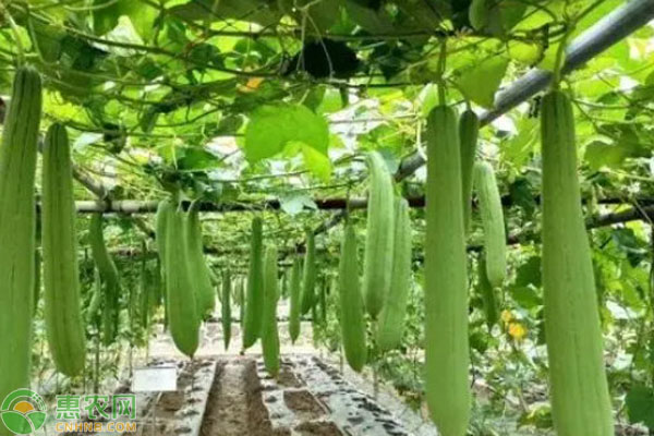 如何種絲瓜高產(chǎn)需要打頭嗎？-圖片版權(quán)歸惠農(nóng)網(wǎng)所有