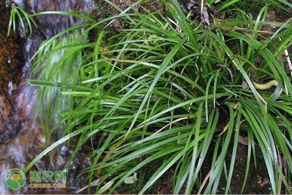 石菖蒲怎样种植才高产？-图片版权归惠农网所有