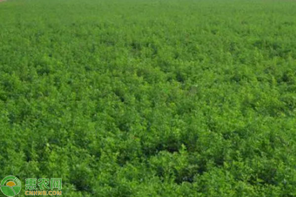 种好高产牧草的方法-图片版权归惠农网所有