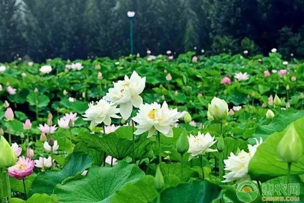 荷花什么時候種植合適？-圖片版權(quán)歸惠農(nóng)網(wǎng)所有