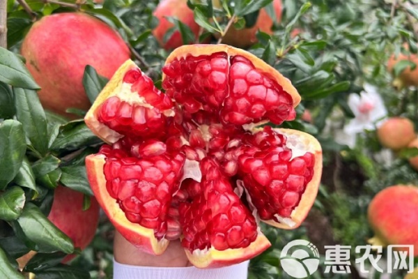 石榴樹什么時間種？-圖片版權(quán)歸惠農(nóng)網(wǎng)所有