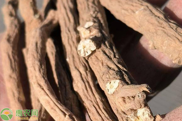 板藍(lán)根何時種植？-圖片版權(quán)歸惠農(nóng)網(wǎng)所有