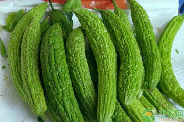 苦瓜种植怎样管理才能结瓜多？-图片版权归惠农网所有