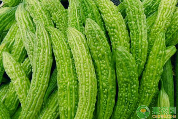 苦瓜种植怎样管理才能结瓜多？-图片版权归惠农网所有