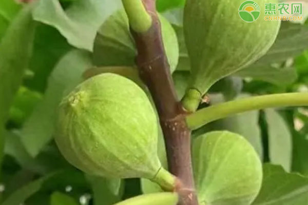 無花果怎么養(yǎng)？-圖片版權(quán)歸惠農(nóng)網(wǎng)所有