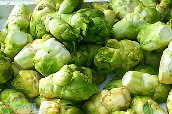 大頭菜怎么種才高產(chǎn)？-圖片版權歸惠農(nóng)網(wǎng)所有