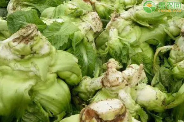 大頭菜怎么種才高產(chǎn)？-圖片版權歸惠農(nóng)網(wǎng)所有