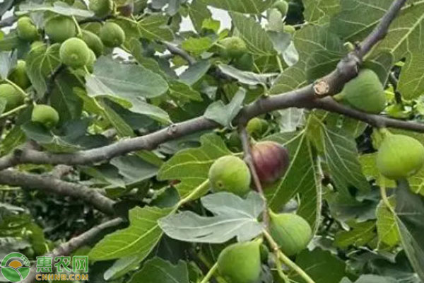 無花果怎么養(yǎng)？-圖片版權(quán)歸惠農(nóng)網(wǎng)所有