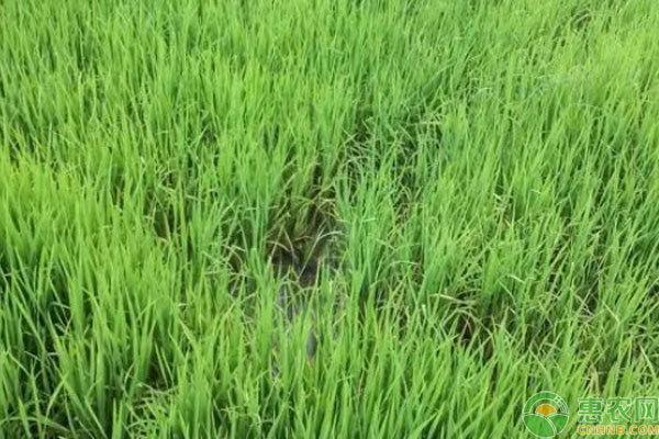 小麥苗期怎樣管理？-圖片版權(quán)歸惠農(nóng)網(wǎng)所有