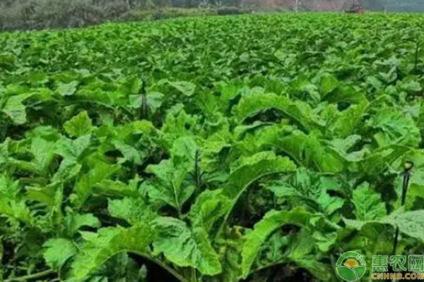 大頭菜怎么種才高產(chǎn)？-圖片版權歸惠農(nóng)網(wǎng)所有