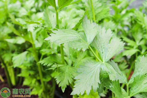 芹菜什么時間播種和怎么樣播種？-圖片版權(quán)歸惠農(nóng)網(wǎng)所有