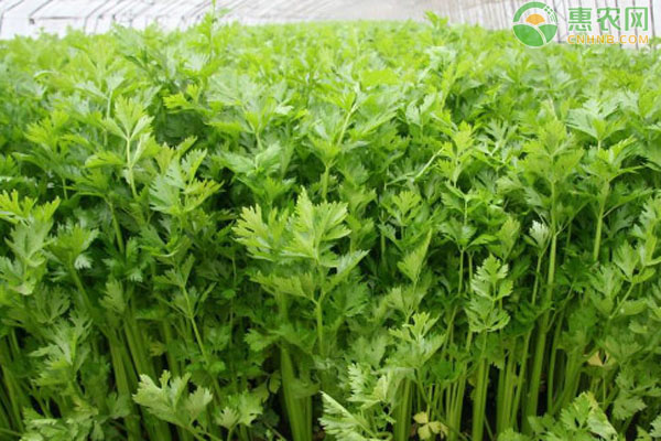 芹菜什么時間播種和怎么樣播種？-圖片版權(quán)歸惠農(nóng)網(wǎng)所有