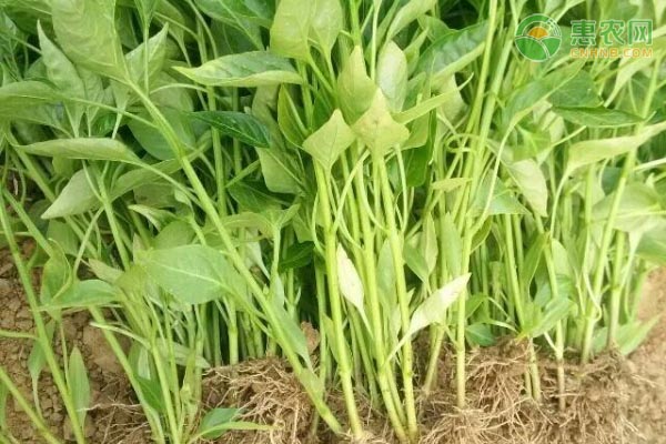 陽(yáng)臺(tái)種辣椒的正確方法-圖片版權(quán)歸惠農(nóng)網(wǎng)所有