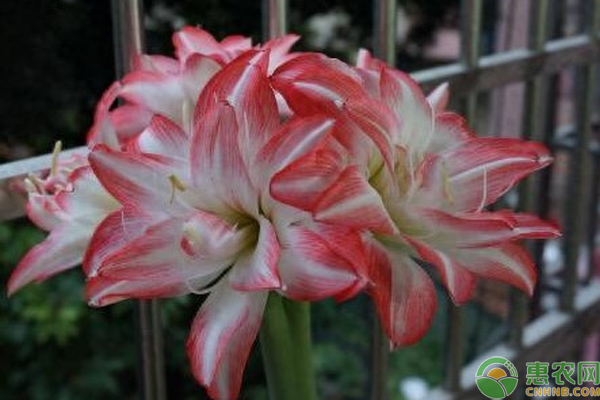 朱頂紅換盆時間和方法-圖片版權(quán)歸惠農(nóng)網(wǎng)所有