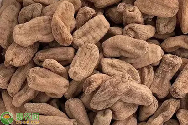 什么時候種天麻？-圖片版權歸惠農(nóng)網(wǎng)所有