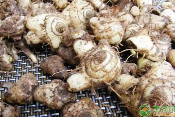 白芨播種時間-圖片版權(quán)歸惠農(nóng)網(wǎng)所有