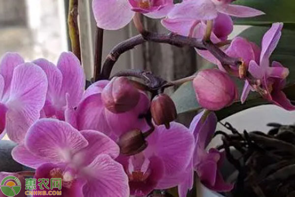 蝴蝶蘭換盆方法和注意事項(xiàng)-圖片版權(quán)歸惠農(nóng)網(wǎng)所有