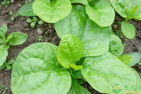 大葉木耳菜的種植方法及時(shí)間-圖片版權(quán)歸惠農(nóng)網(wǎng)所有