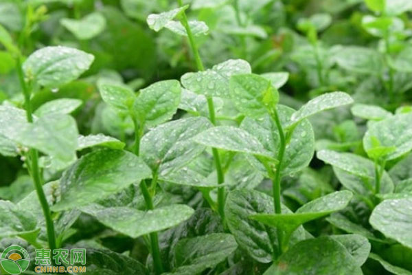 大葉木耳菜的種植方法及時(shí)間-圖片版權(quán)歸惠農(nóng)網(wǎng)所有