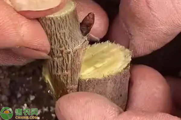 怎樣提高果樹嫁接的成活率？-圖片版權(quán)歸惠農(nóng)網(wǎng)所有