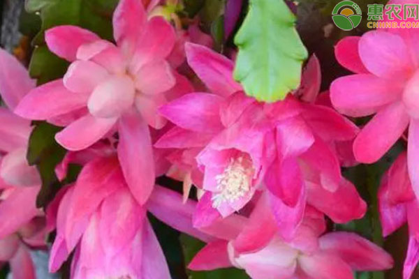 蟹爪蘭怎么養(yǎng)才能養(yǎng)出好的花型和花色？-圖片版權(quán)歸惠農(nóng)網(wǎng)所有