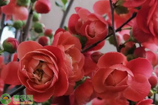 海棠花怎么養(yǎng)才能養(yǎng)好？-圖片版權(quán)歸惠農(nóng)網(wǎng)所有