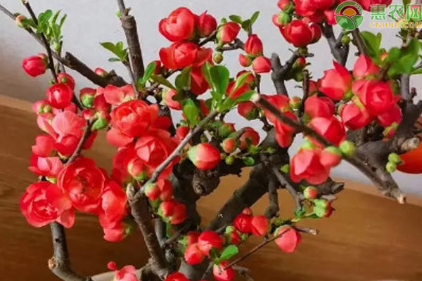 海棠花怎么養(yǎng)才能養(yǎng)好？-圖片版權(quán)歸惠農(nóng)網(wǎng)所有