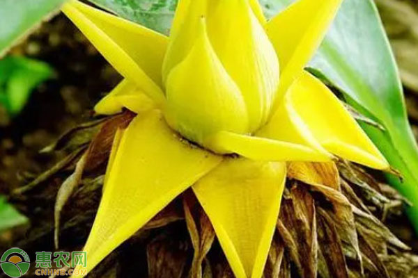 地涌金蓮怎么養(yǎng)殖？-圖片版權(quán)歸惠農(nóng)網(wǎng)所有