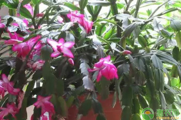 蟹爪蘭怎么養(yǎng)才能養(yǎng)出好的花型和花色？-圖片版權(quán)歸惠農(nóng)網(wǎng)所有