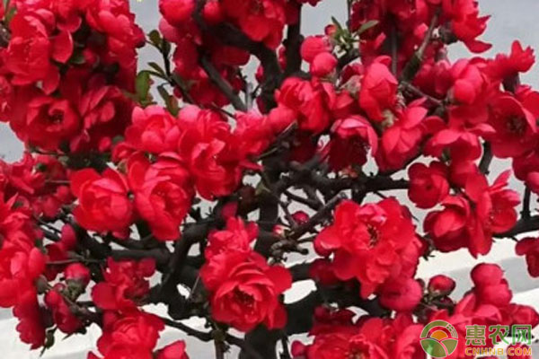 海棠花怎么養(yǎng)才能養(yǎng)好？-圖片版權(quán)歸惠農(nóng)網(wǎng)所有