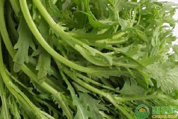 茼蒿几天发芽出苗？-图片版权归惠农网所有