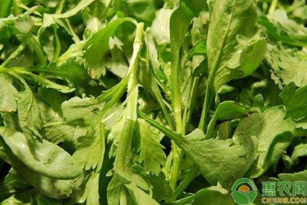 茼蒿几天发芽出苗？-图片版权归惠农网所有