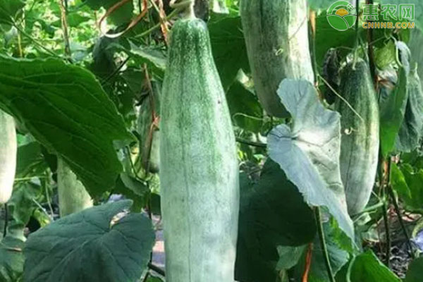 羊角蜜幾月份種植？如何種植？-圖片版權(quán)歸惠農(nóng)網(wǎng)所有