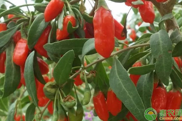 枸杞樹如何種植與管理？-圖片版權(quán)歸惠農(nóng)網(wǎng)所有