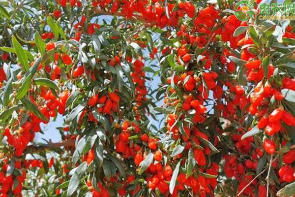 枸杞樹如何種植與管理？-圖片版權(quán)歸惠農(nóng)網(wǎng)所有