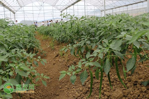 辣椒種植與管理技術(shù)及病蟲害防治-圖片版權(quán)歸惠農(nóng)網(wǎng)所有