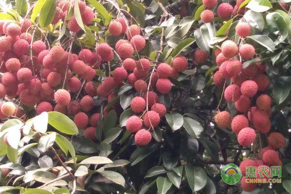 荔枝樹苗種植技術(shù)-圖片版權(quán)歸惠農(nóng)網(wǎng)所有