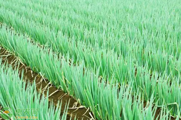 蔥頭種下去幾天發(fā)芽了？-圖片版權(quán)歸惠農(nóng)網(wǎng)所有