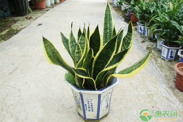 虎皮蘭什么季節(jié)換盆好？-圖片版權(quán)歸惠農(nóng)網(wǎng)所有