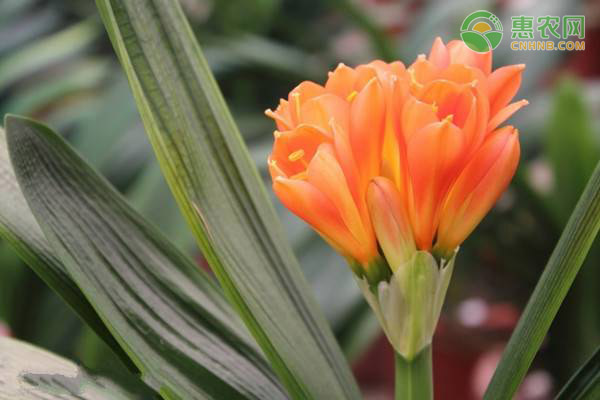 君子蘭怎么移植換盆？-圖片版權(quán)歸惠農(nóng)網(wǎng)所有