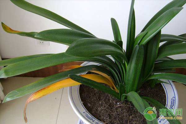 君子蘭怎么移植換盆？-圖片版權(quán)歸惠農(nóng)網(wǎng)所有
