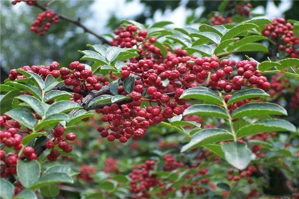 种植什么最赚钱农村？