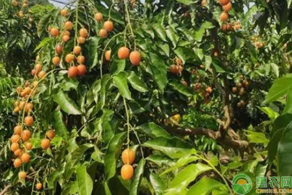 黃皮一畝可種多少棵？-圖片版權(quán)歸惠農(nóng)網(wǎng)所有