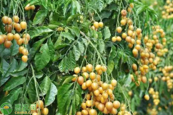 黃皮一畝可種多少棵？-圖片版權(quán)歸惠農(nóng)網(wǎng)所有