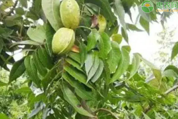 碧根果的種植條件和繁殖方法-圖片版權(quán)歸惠農(nóng)網(wǎng)所有