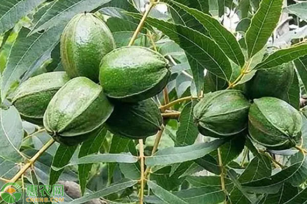 碧根果的種植條件和繁殖方法-圖片版權(quán)歸惠農(nóng)網(wǎng)所有