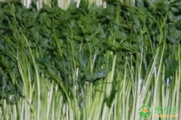芹菜是哪個(gè)季節(jié)可以種的？-圖片版權(quán)歸惠農(nóng)網(wǎng)所有