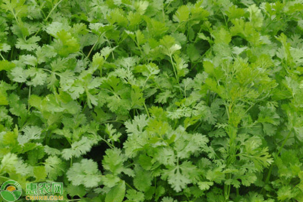 芫荽幾天發(fā)芽出苗？-圖片版權(quán)歸惠農(nóng)網(wǎng)所有