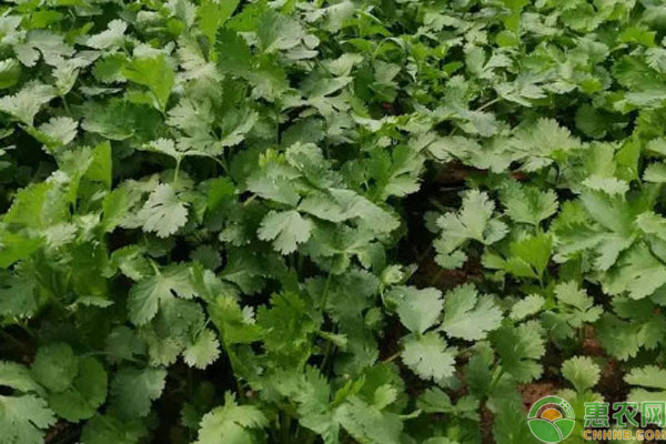 芫荽幾天發(fā)芽出苗？-圖片版權(quán)歸惠農(nóng)網(wǎng)所有