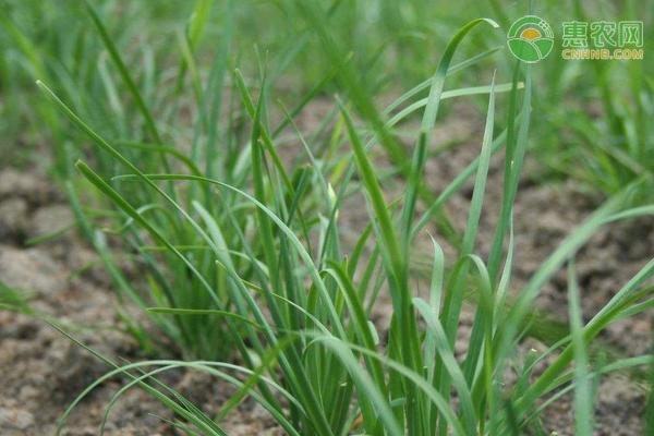 韭菜怎樣施肥？施什么肥好？-圖片版權(quán)歸惠農(nóng)網(wǎng)所有